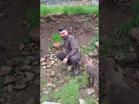 گنج یابی استاد پوارو کوهسار